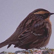 Siberian Accentor  "Prunella montanella"